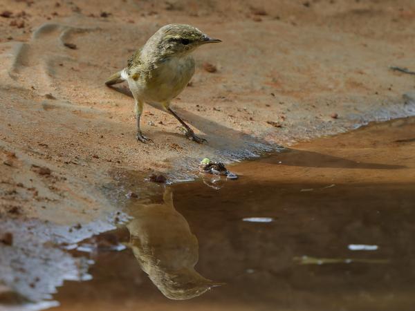 <h3><a href="/trips/gambia/biota/animalia/chordata/aves/040 passeriformes/083 phylloscopidae/phylloscopus collybita/phylloscopus collybita-nl.html">Phylloscopus&nbsp;collybita</a> / Common&nbsp;chiffchaff / Tjiftjaf</h3>OM-1 Mark II met OLYMPUS M.150-400mm F4.5 TC, 1/2000 sec  bij F5.6, ISO 3200, afstand 6.01&nbsp;m